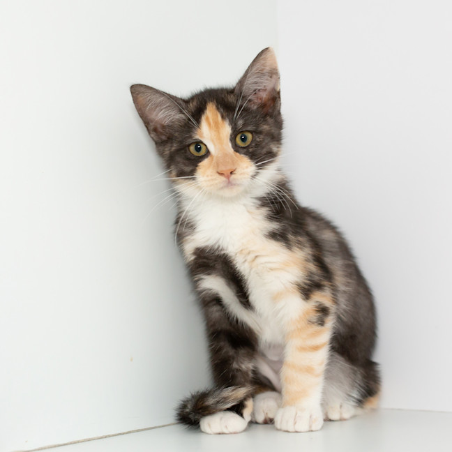 Photo of Temiri