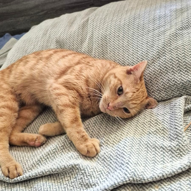 Photo of Alfie
