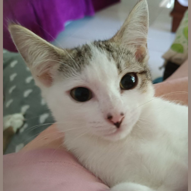 Photo of Clover   Now At Pet Quarters Rutherford