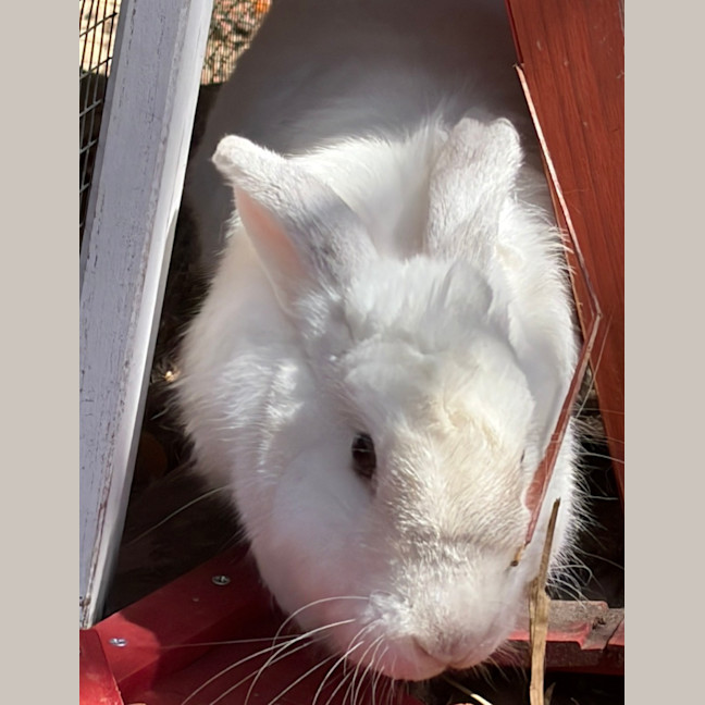 Photo of Gypsy