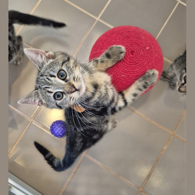 Photo of Pogo