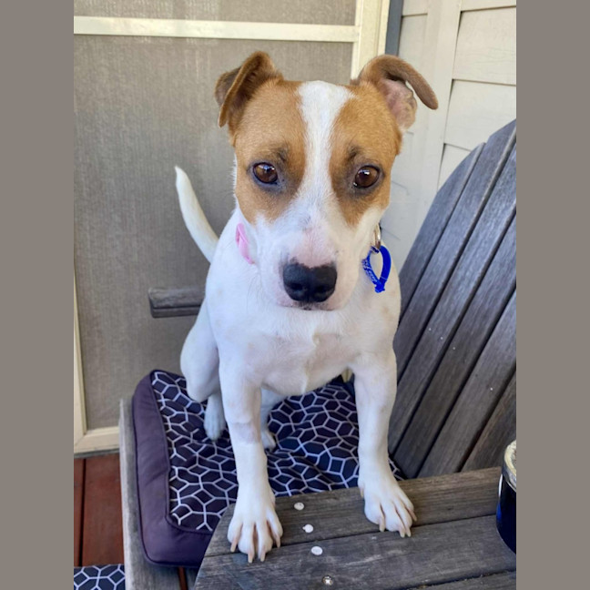 Photo of Roxy   2 Year Old Jack Russell