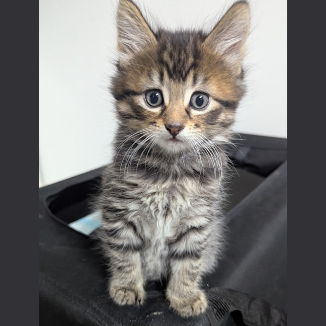 Photo of Riddle Clowder