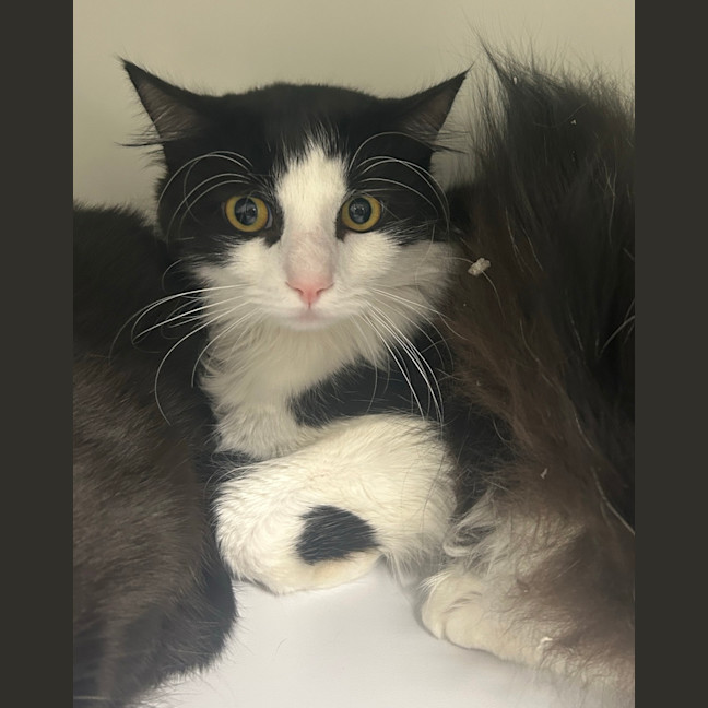 Photo of Bandit 