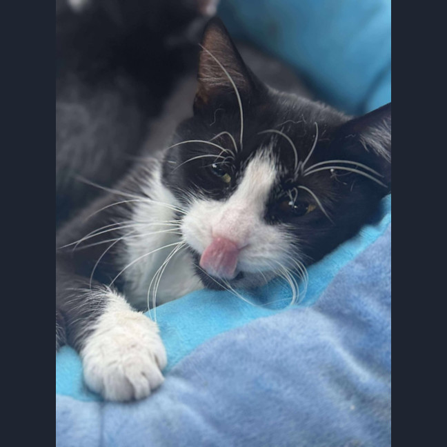 Photo of Pip   In Foster Care In Cranbourne