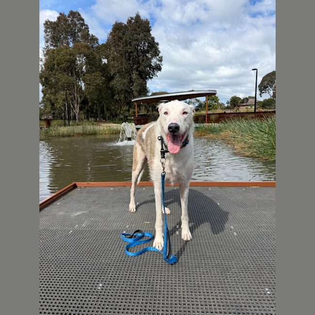 Photo of Darcy