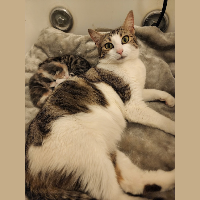 Photo of Gracie