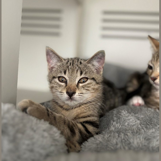 Photo of Crumble & Doughie  Meet Us @ Petstock Double Bay!