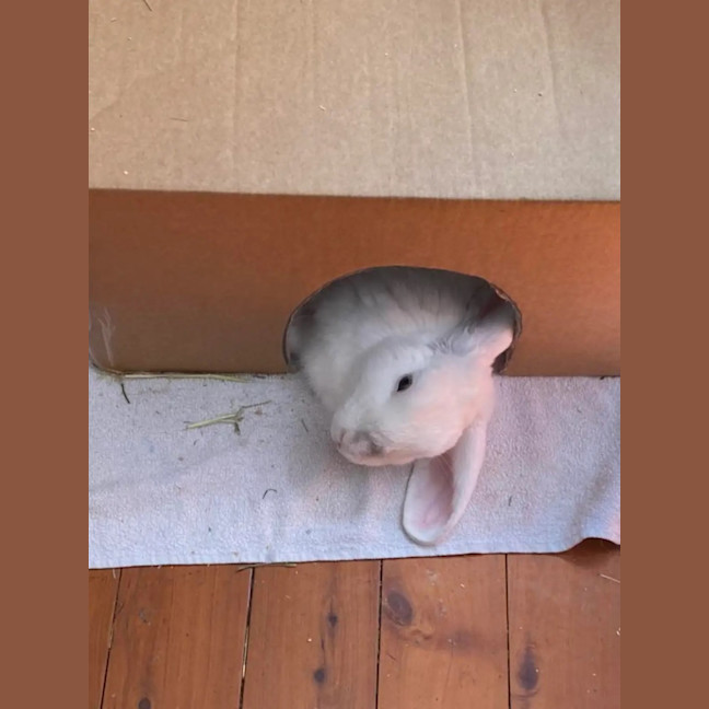 Photo of Kottbulle (W Pollywaffle)