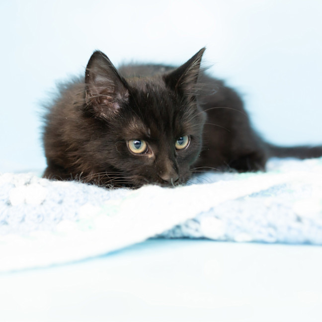 Photo of Albert Einstein