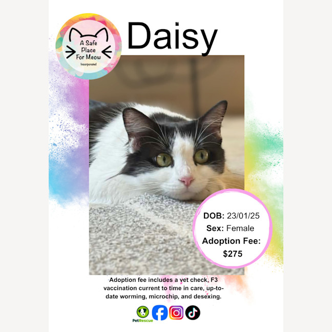 Photo of Daisy