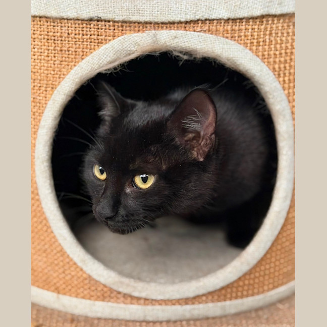 Photo of Remi