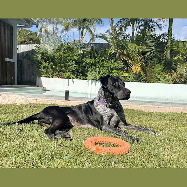 Photo of Archie