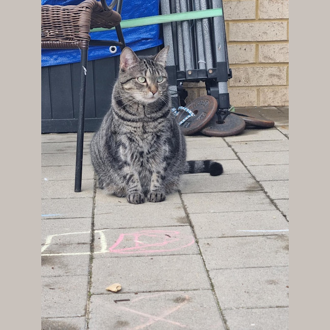 Photo of Tilly (Was Petal)