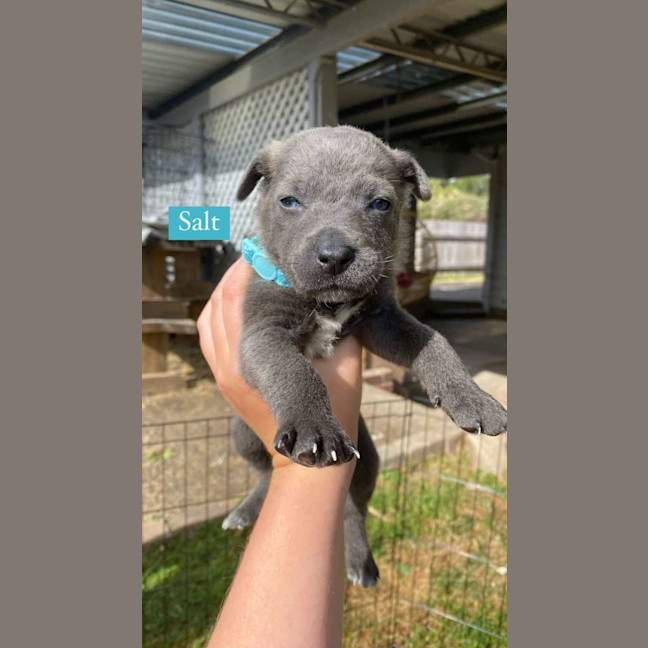Photo of Salt   8 Week Old Kelpie X (Hold)