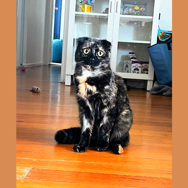 Photo of 🍹Paloma🍹