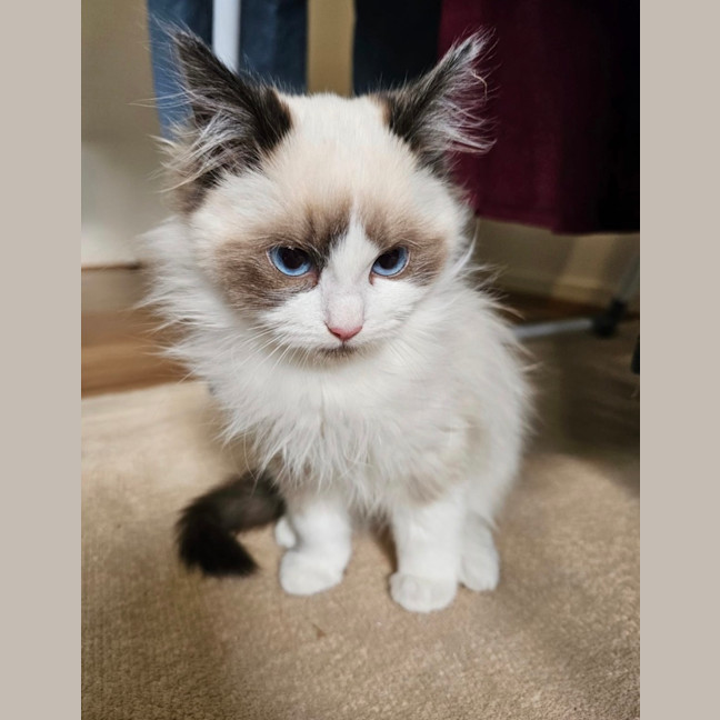 Photo of Bobo 