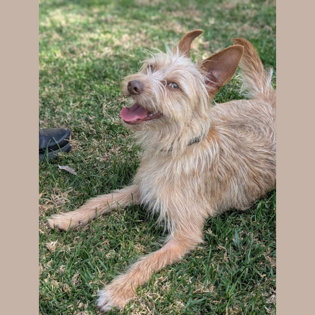 Photo of Gidget 