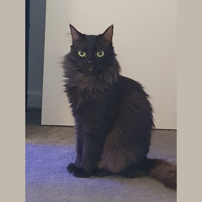 Photo of Maple