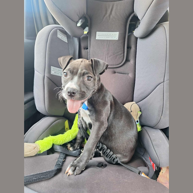 Photo of Lola   10 Week Old Boxer X