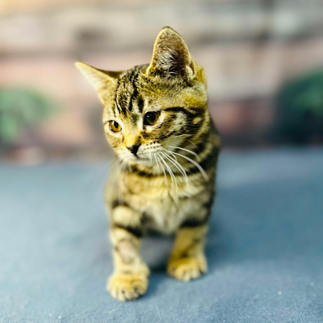 Photo of Mimosa   Located In Preston 