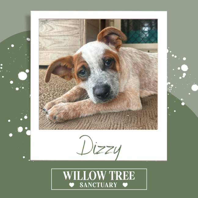 Photo of Dizzy