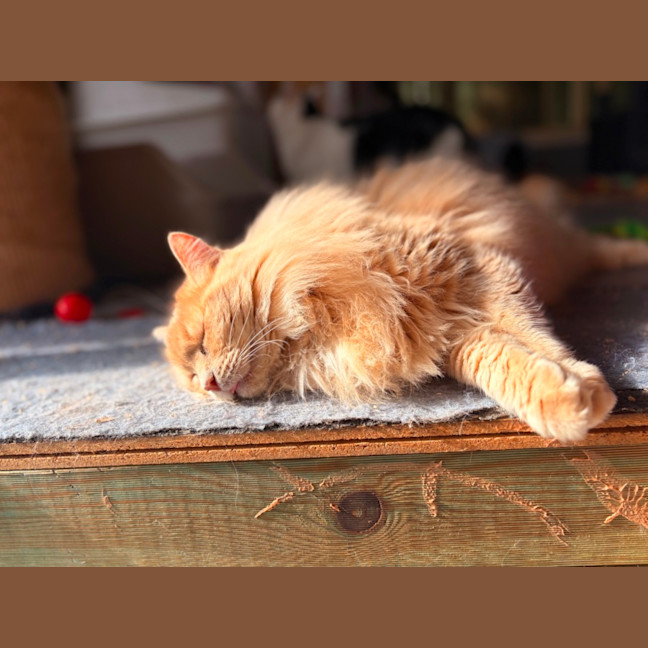 Photo of Toby & Ginger