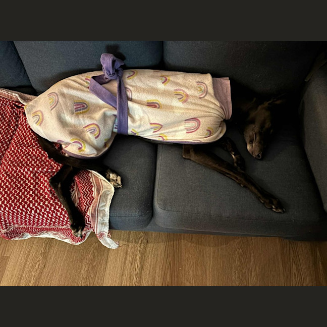 Photo of Carla, They Greyhound