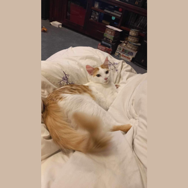 Photo of The Veggie Kittens