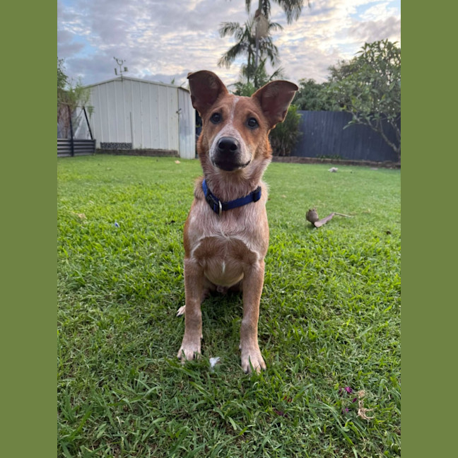 Photo of Banjo