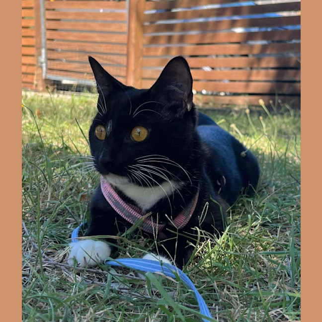 Photo of Luna 