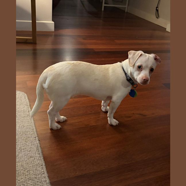 Photo of Woody