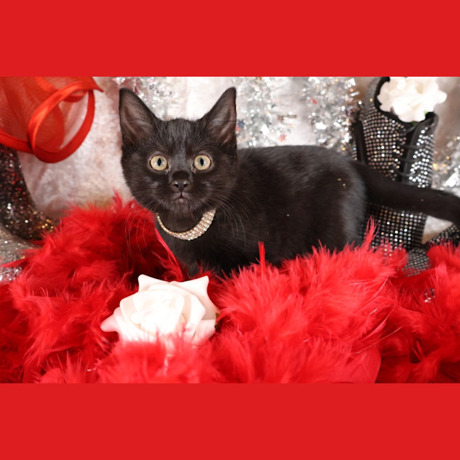 Photo of Ripley