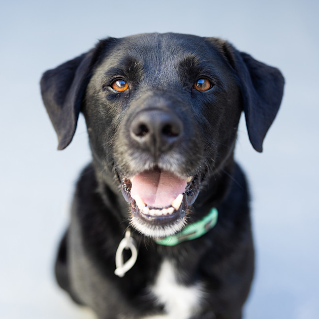 Photo of Harvey