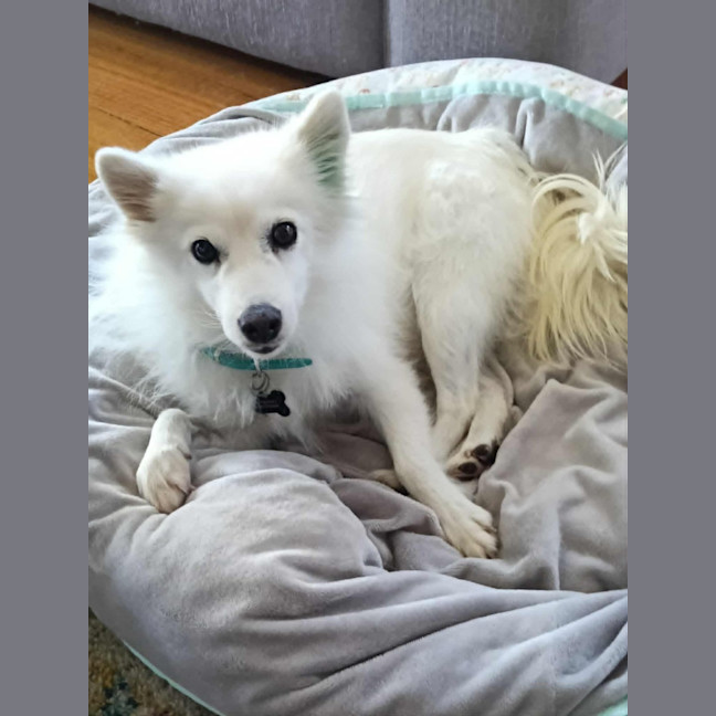 Photo of Midge