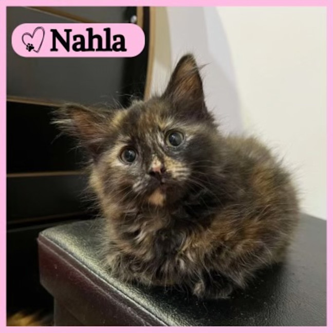 Photo of Nahla