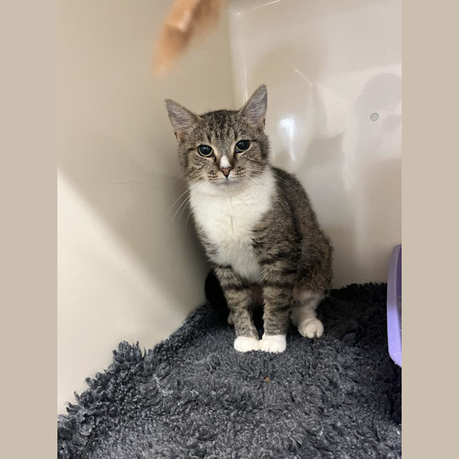 Photo of Sox