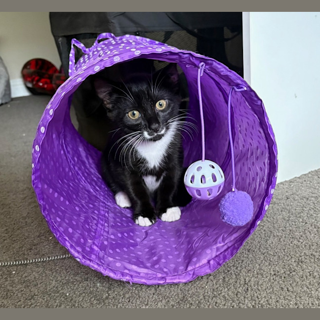 Photo of Socks