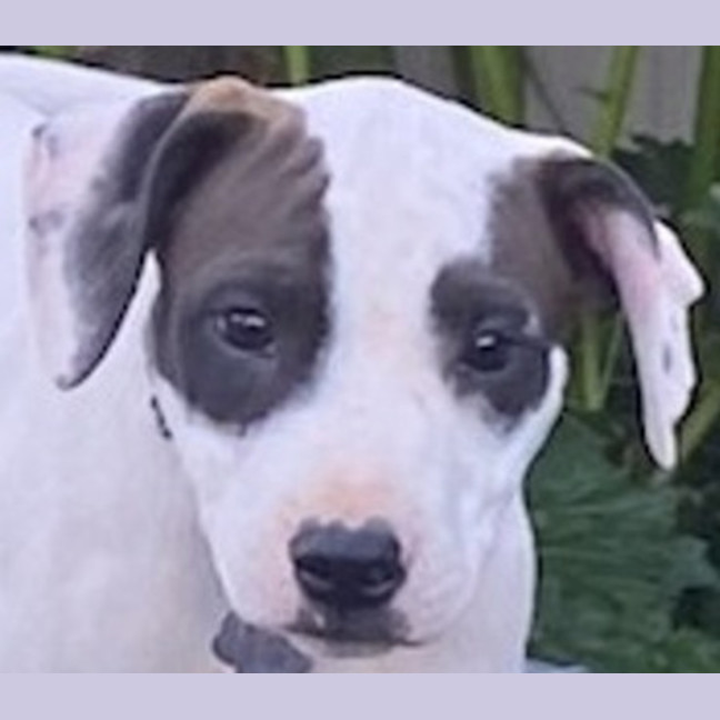 Photo of Hank ~ 11 Week Old, Staffy X Beagle Puppy