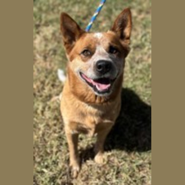 Photo of Rusty