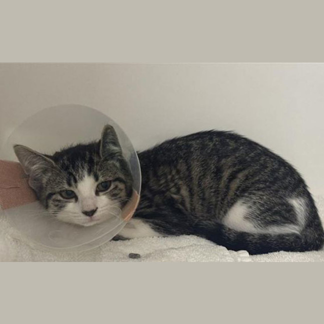 Photo of Serafina