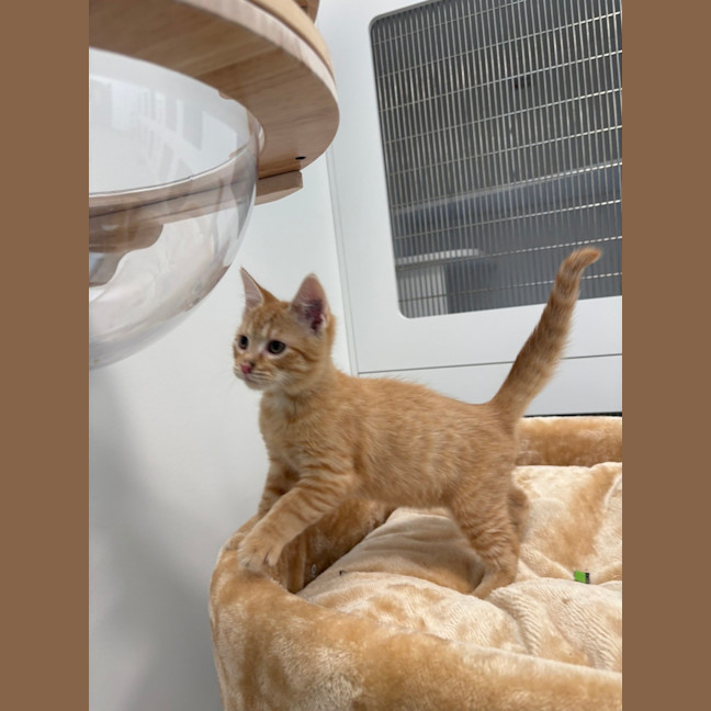 Photo of Cheeto