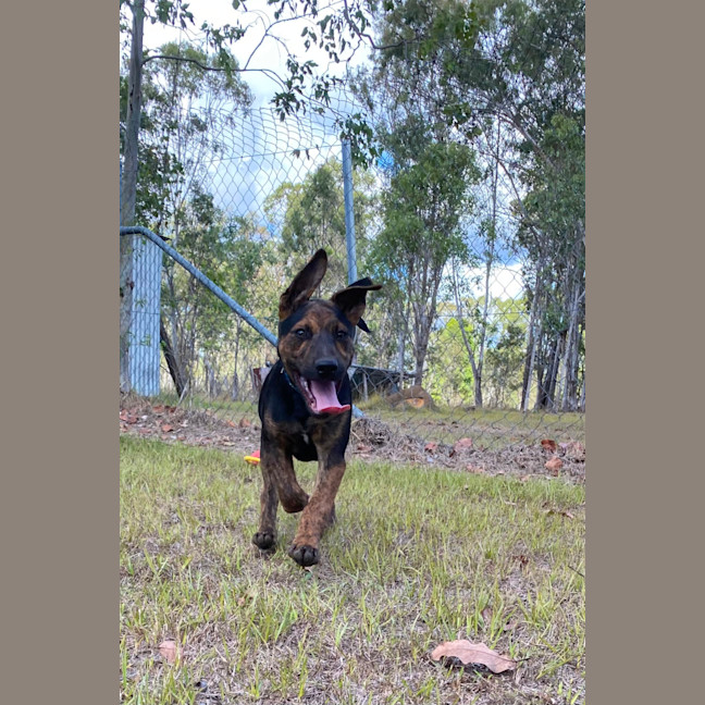 Photo of Dane