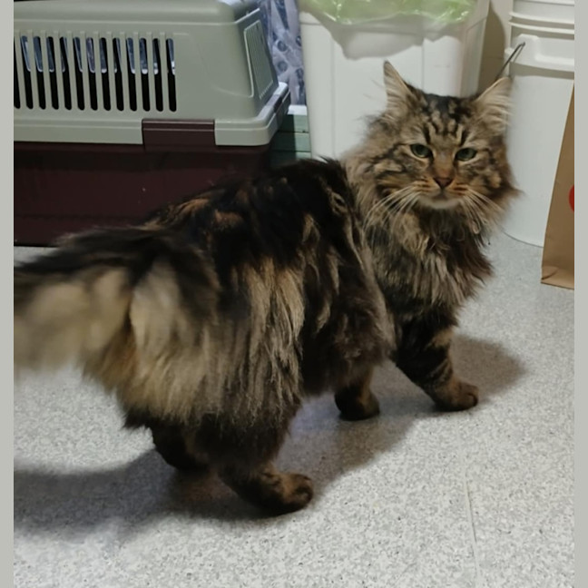 Photo of Tweedledum.* 9 Lives Project Rescue*