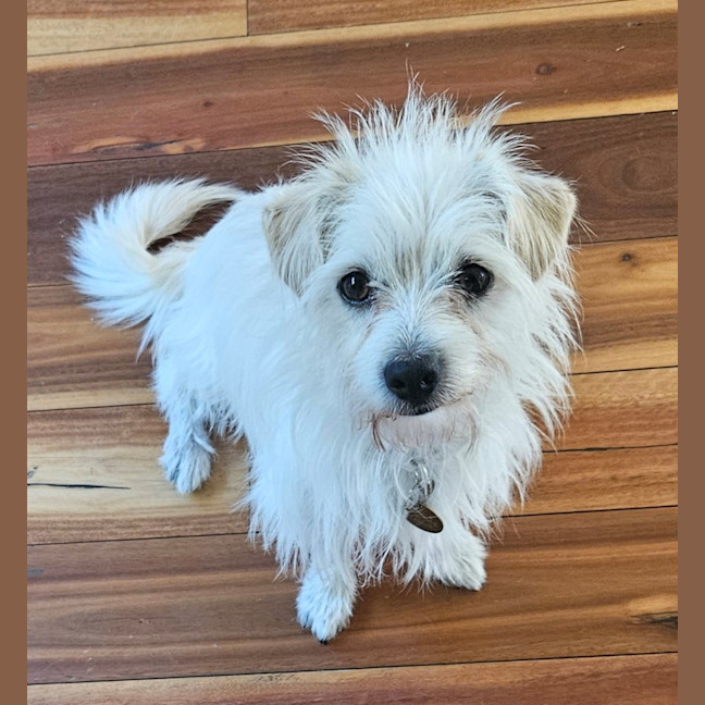 Photo of Searchlight