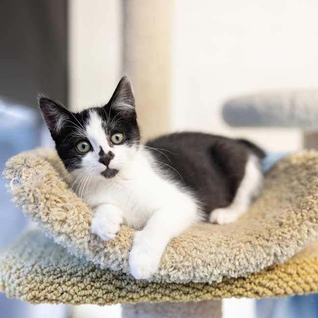 Photo of Maverick