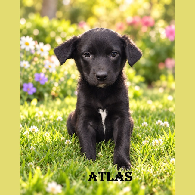 Photo of Atlas
