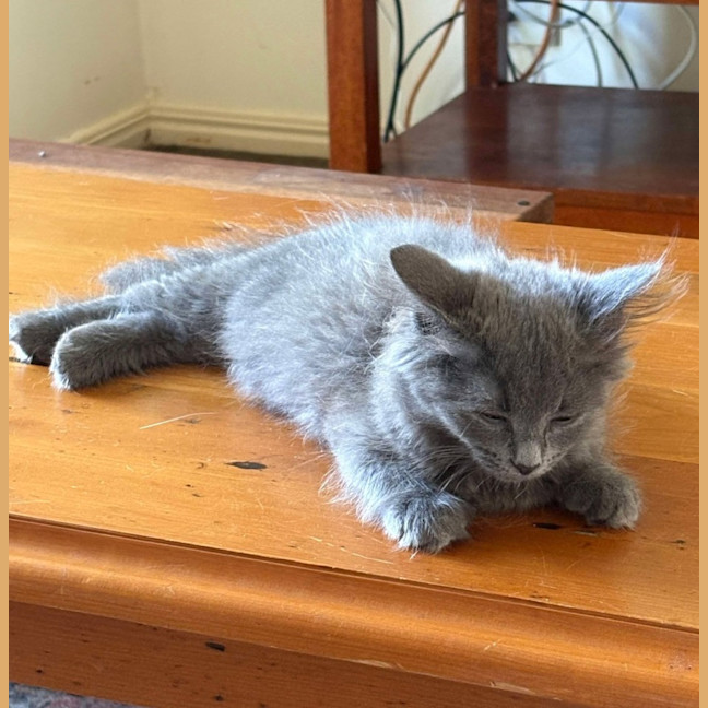 Photo of Angel