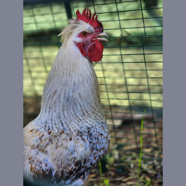 Photo of 🐓 Roopaul 6336 🐓