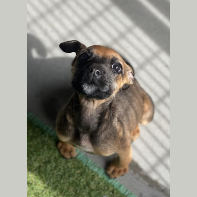 Photo of Callie
